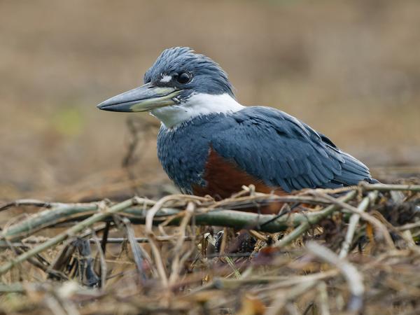 <h3><a href="/trips/costa-rica/biota/animalia/chordata/aves/037 coraciiformes/003 alcedinidae/megaceryle torquata/megaceryle torquata-nl.html">Megaceryle&nbsp;torquata</a> / Ringed&nbsp;kingfisher / Amerikaanse&nbsp;reuzenijsvogel</h3>OM-1 Mark II met OLYMPUS M.150-400mm F4.5 TC, 1/2000 sec  bij F5.6, ISO 6400, afstand 12.5&nbsp;m